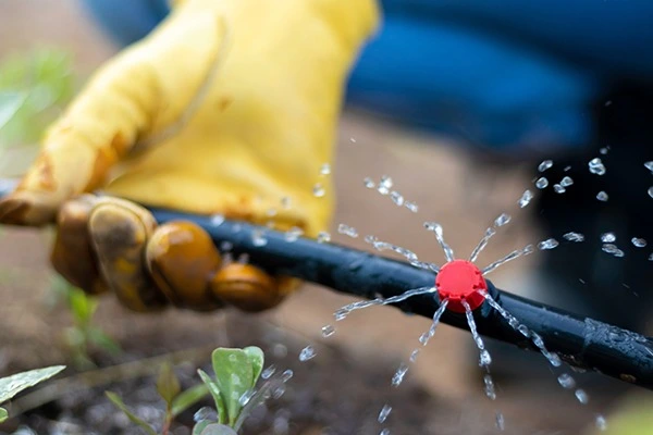 Photo d'un système d'irrigation par asperseur goutte-à-goutte